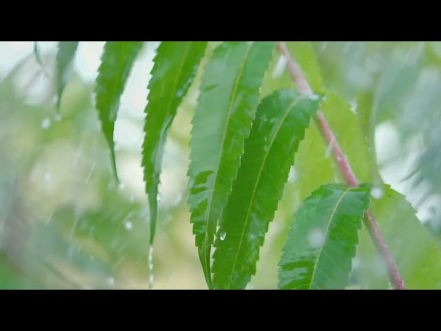 Rainy Forest Leaves Trees Calming Relaxation Looping Video Background Screensaver