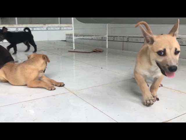 Adorable puppy always complains and asks his owner to feed him