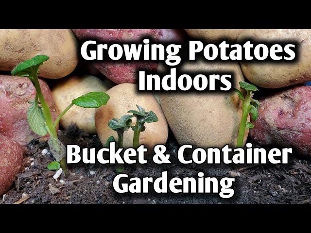 Growing potatoes indoors Bucket and Container Gardening