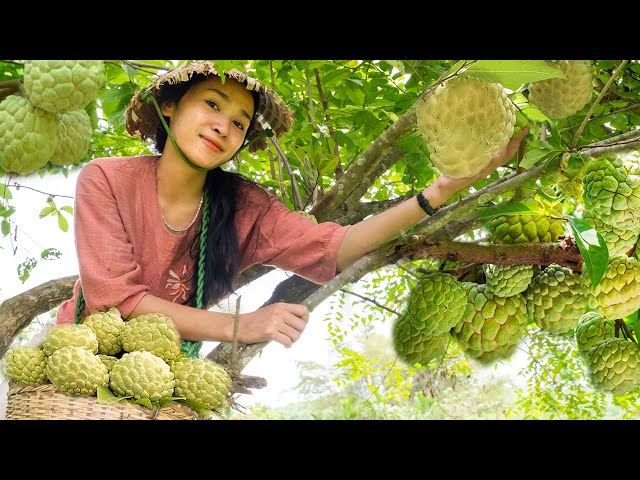 Harvesting Custard Apples & Fresh Fruits for Market Day | Country Girl's Farm Life