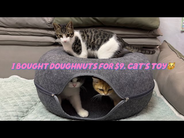 I bought a toy for my kitten for $9. Doughnut hiding hole cute kitten loves it