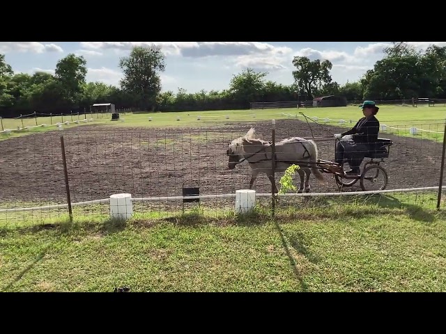 ODI Summer 1 2022 - Pre-Entry Test A - Shelby Driving Princess Reign