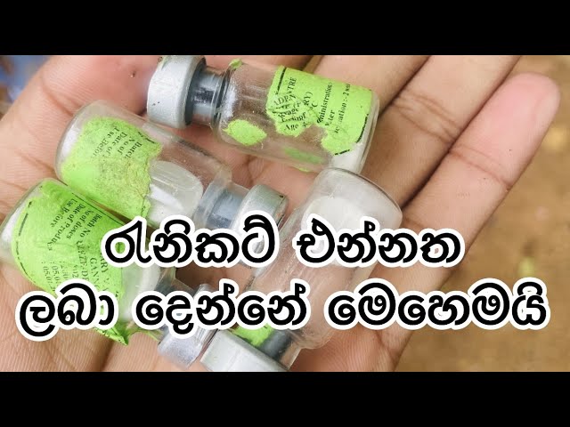 රැනිකට් එන්නත නිවැරැදිව ලබා දෙන ආකාරය, #the quail farm sri lanka #vaccine #