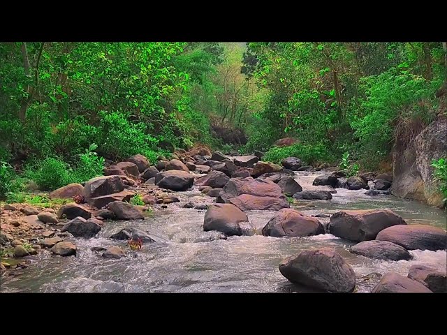 Gentle River & Relaxing Water Flow for Study, Meditation & Stress-Free Mind | White Noise Sleep