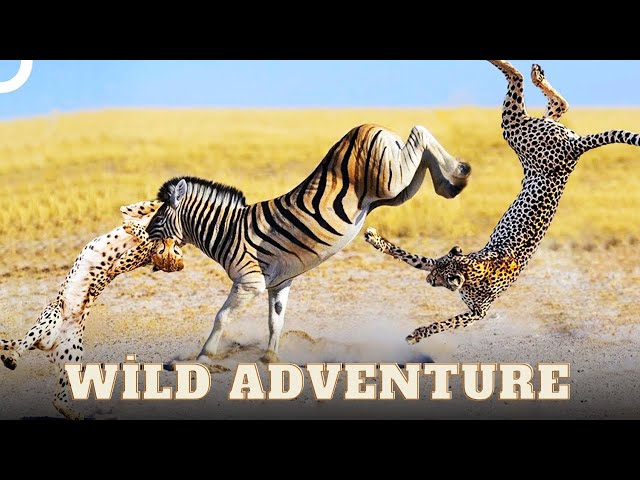 Zebras' Struggle for Survival | Wild Ones Episode 11 | Animal Documentary