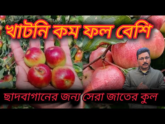 খাটনি কম ফল বেশি। ছাদবাগানের জন্য কুলের সেরা জাত ভারত সুন্দরী কুল! #plants #garden #youtube