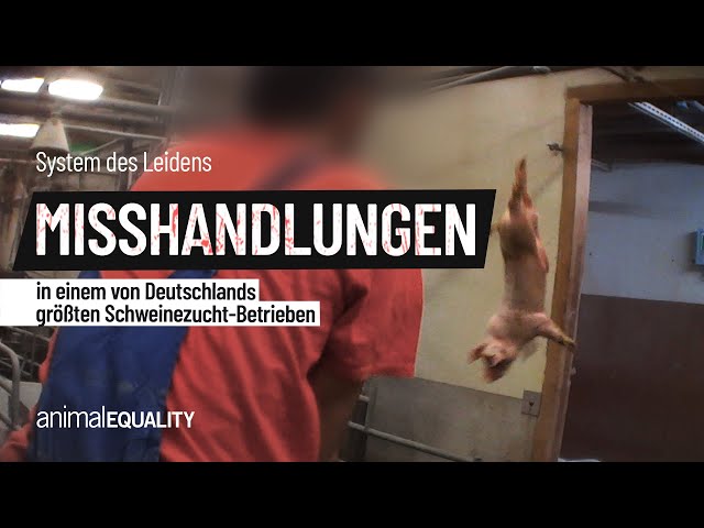 Misshandlungen in einem von Deutschlands größten Schweinezucht-Betrieben