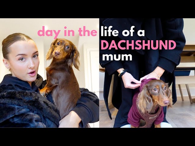 Day in the Life of a Mini Dachshund Mom