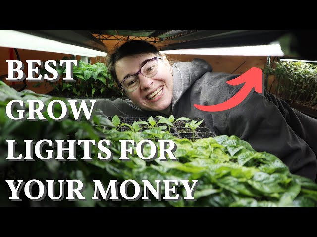 Indoor Grow Lights | $ vs $$$ Comparison