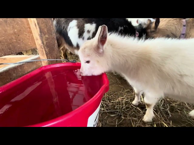 Seriously, just baby goats & goats | Java gets a friend | Hanging out with goats | the weather, warm