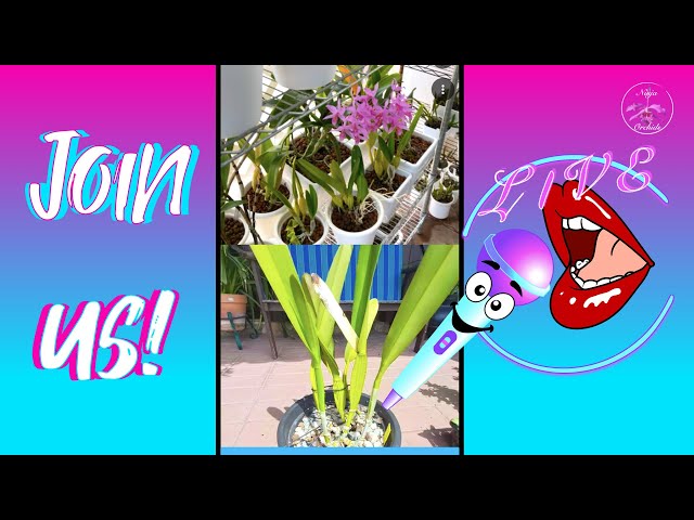 🎤 Going LIVE Together with Special Guest Fernanda Nascimento Orchids & Succulents 💖 #ninjaorchids