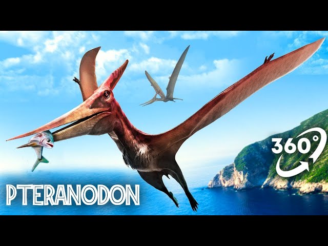 VR Jurassic Encyclopedia #16 - Pteranodon dinosaur facts 360 Education