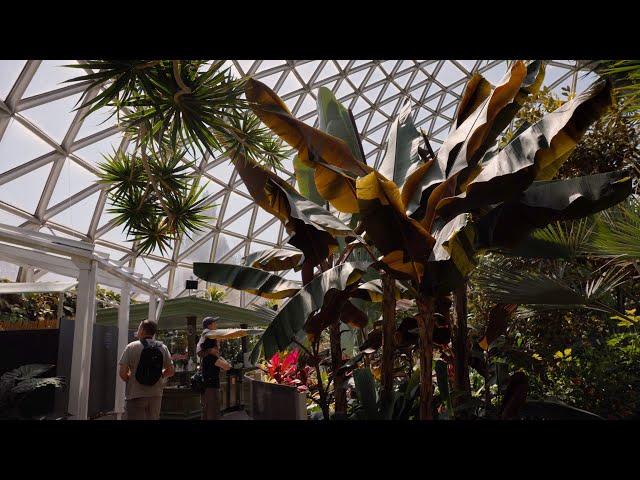 The Bloedel Conservatory | Canon R5 8K Footage