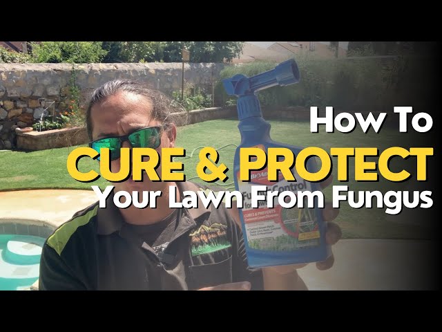 How To Cure & Protect Your Lawn From Fungus