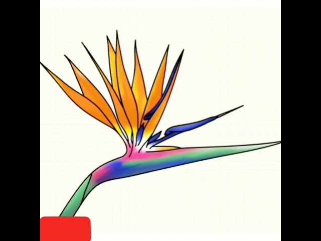 How to draw a bird of paradise flower