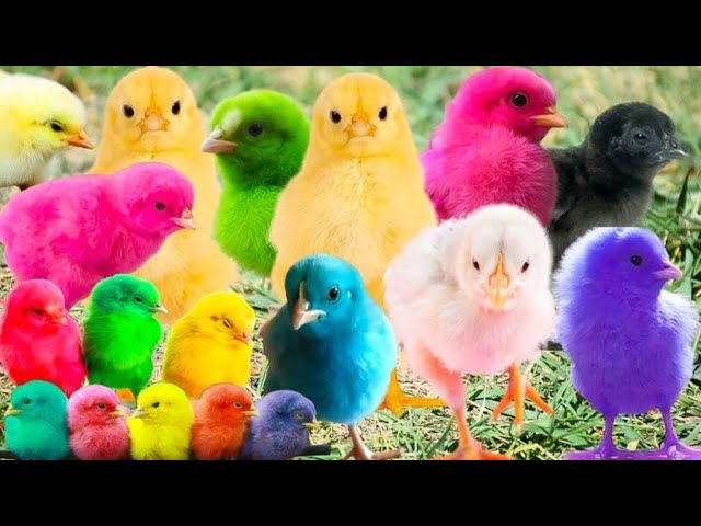 Chicks with Teddy Bear | Day Old Chicks | Cute Chicks Swinging | Baby Chicks #chicks #babychicks