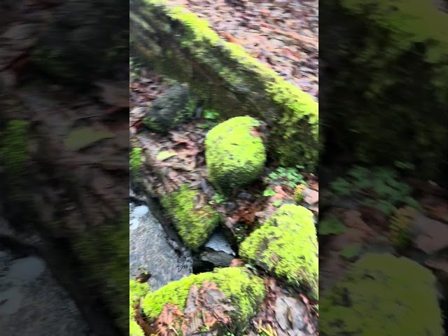 Nature water ⛲️ #berner #stream #water #watersounds #stayhydrated #pnw #nature #hike #naturelovers