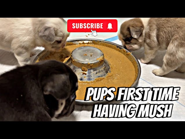 Making puppy mush, French bulldogs first try🫣🤞🏾 #subscribe #frenchbulldog