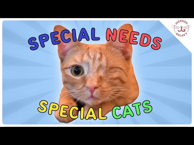 How to Create the BEST Life for Your Special Needs Cat!