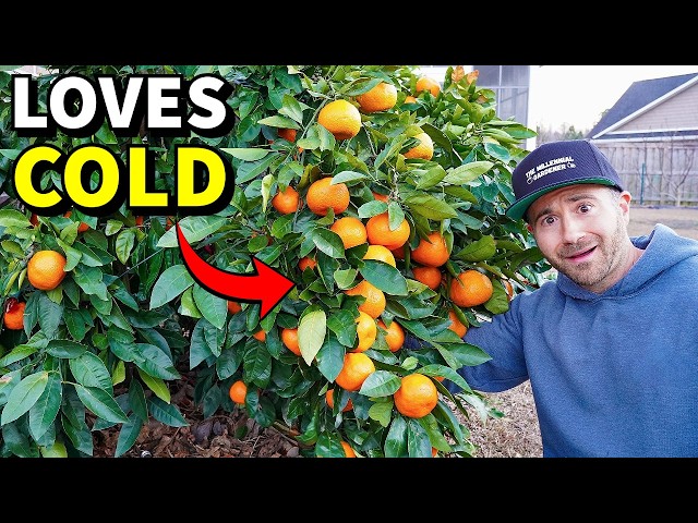 4 Astonishing CITRUS TREES That THRIVE In Cold Climates!