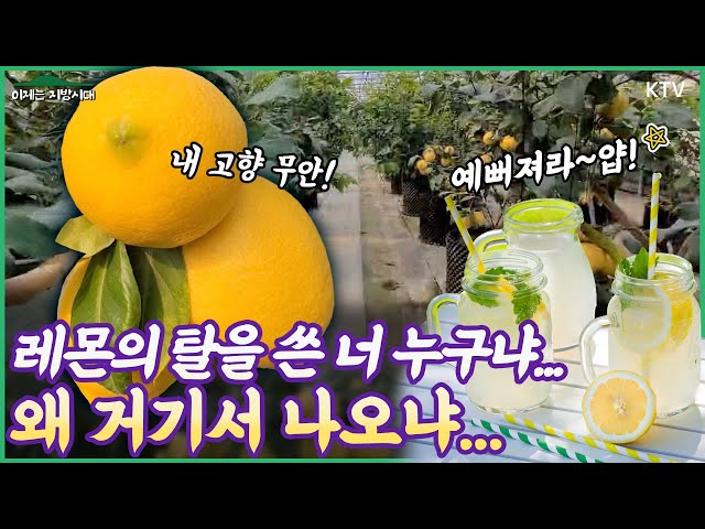 니가 왜 거기서 나와~🍋전남 무안에 주렁주렁 열린 레몬! 1호 국산 레몬 품종 제라몬이라구욧! 새로운 농가 소득 작목이 될 예쁜 녀석..기후 변화 위기를 부농 기회로 만든 성공사례