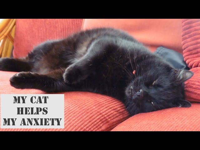 Anxiety: What a Difference my Cat Makes