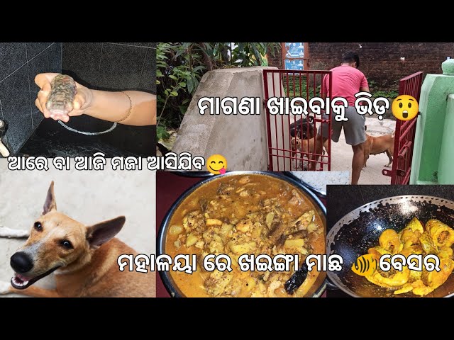 Maagana Khaibaaku Samastanka Vida 😯। odia vlog #vlog #dailyvlog #puri @shortsofmonali