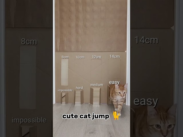 cute cat video for cats to watch. jumping 🐈