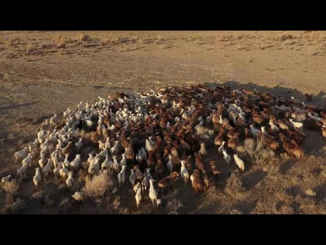 VR Xinjiang: Join in the herd and migrate with sheep together