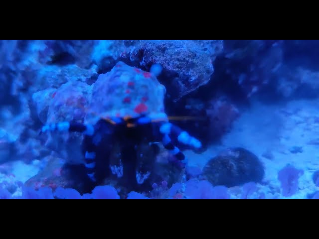 My Electric Blue Hermit Crab