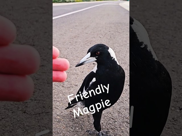 How is this Maggie so friendly?   #magpies #magpie #birds #swoop