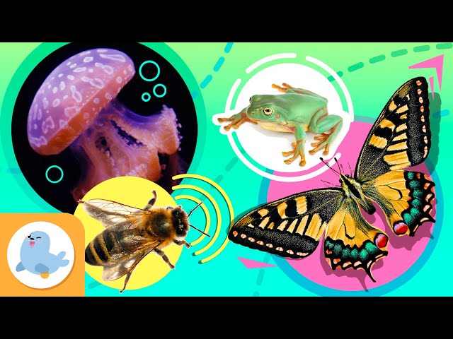 ANIMAIS CURIOSOS para crianças 🐝🦋 Abelha, Borboleta, Medusa e Rã 🐸👾 Recopilação