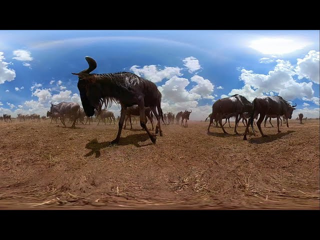 African Wild Animal Stampede |