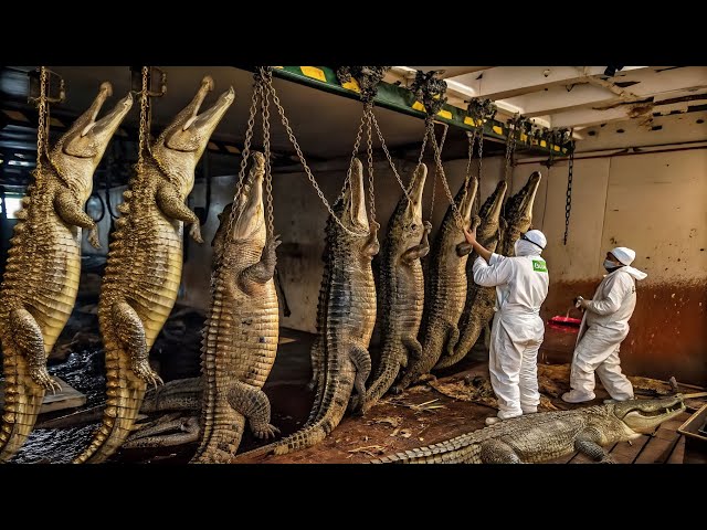 Chinese Farmers Process  Million Dollars Crocodiles Farm