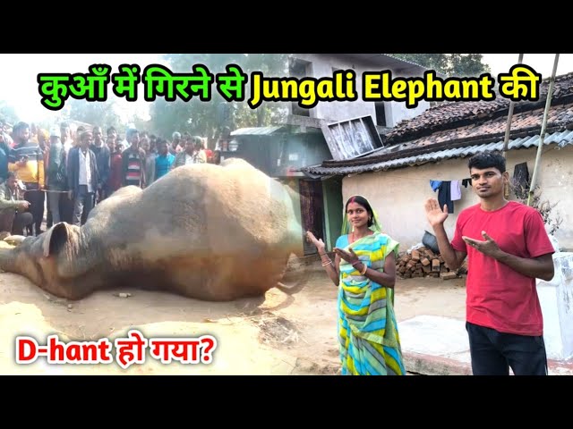 कुआँ में गिरने से Jungali Elephant की D-hant हो गया? | दुःखत घटना😭