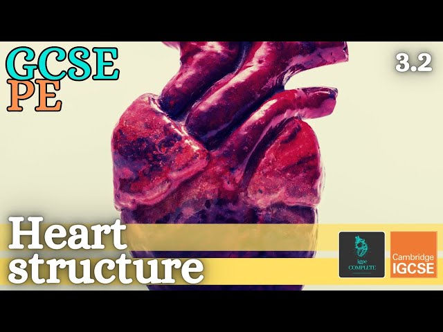 GCSE PE - HEART & CARDIAC CYCLE - Anatomy and Physiology (Circulatory System - 3.2)