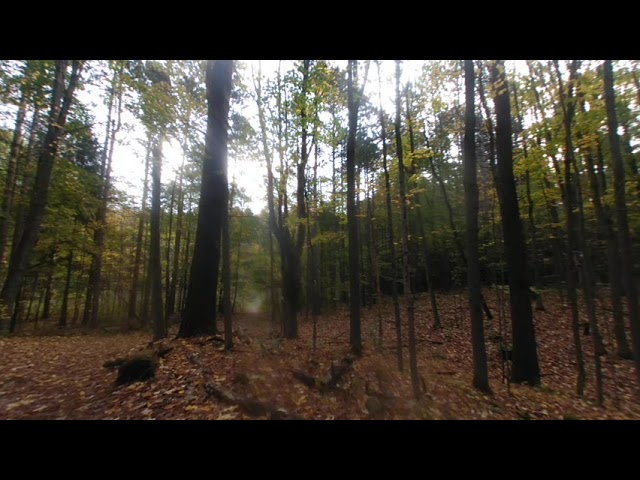 VR180 Walker's Woods in October