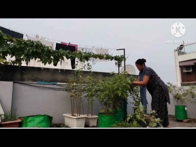 Terrace gardening #gardening#kitchen #terracefarming #dailyvlog #video #vlog