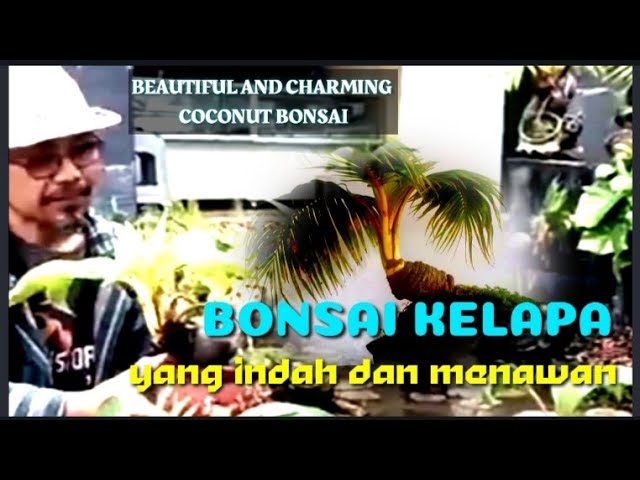 bonsai kelapa yang indah dan menawan || BEAUTIFUL AND CHARMING COCONUT BONSAI