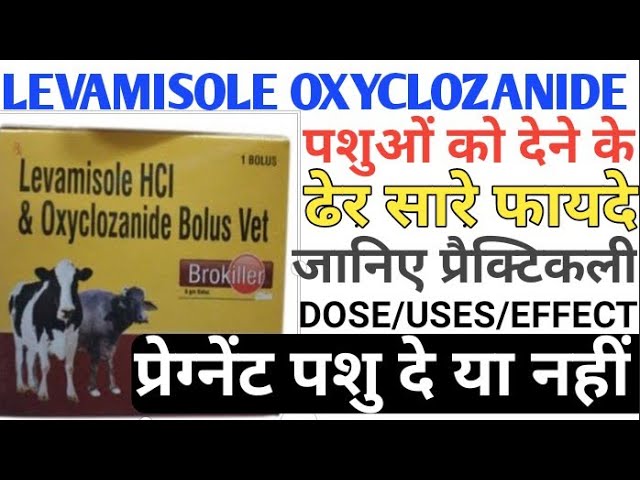 Levamisole Or Oxyclozanide Bolus Veterinary-Medicine/Levamisole Oxyclozanide Bolus Veterinary Classe