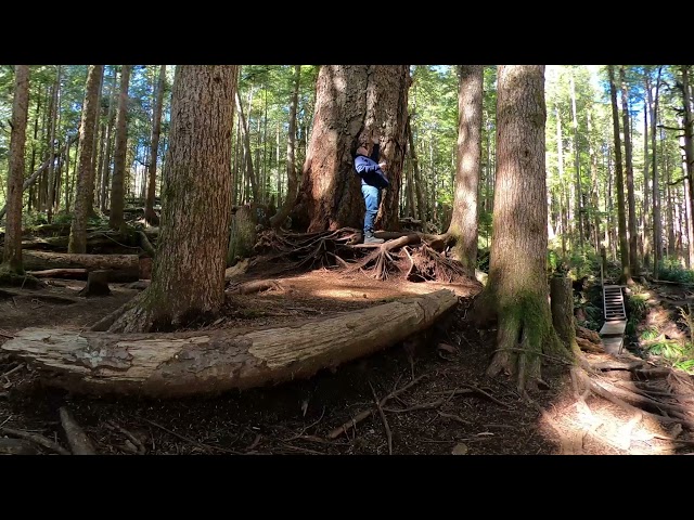 A VR walk in the old growth forest of Avatar Grove, Vancouver Island.