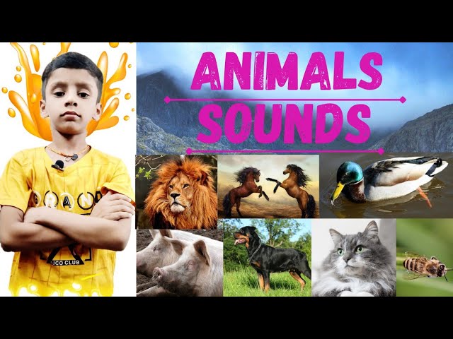 Animals Sounds | Animals Sounds Name for kids | Sound Made by Animals #AnimalsSounds