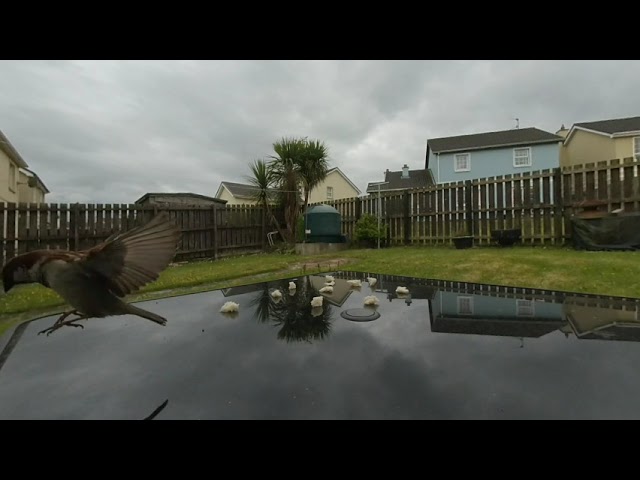 Bird back garden vr180