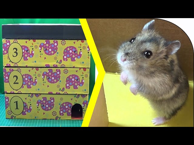 Funny Hamsters 3-level Mini Maze Race - Spotty VS Patrick