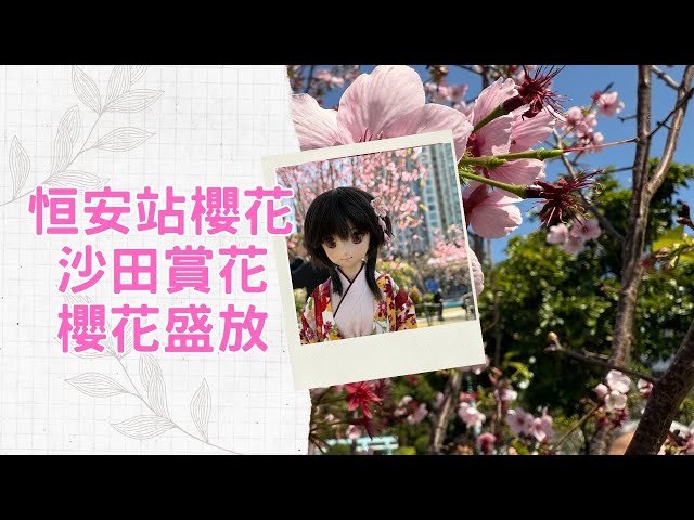 【恒安櫻花】 沙田賞花｜櫻花盛放｜沙田｜恒安站｜河津櫻盛放｜街拍｜週街走｜四圍走｜四圍拍 4KHDR