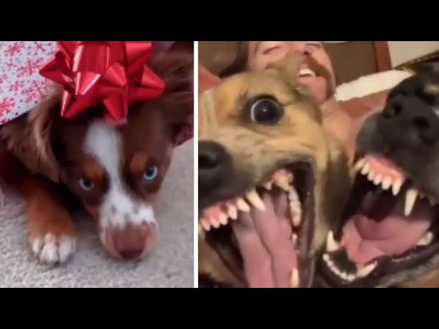 Funniest Cats And Dogs Best Funny Animal Videos 🤣😂#6