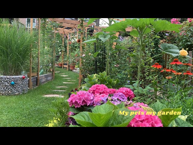 | Looking back at the scenery of my garden (11) 2024 July, August | Perennials | My pets my garden |