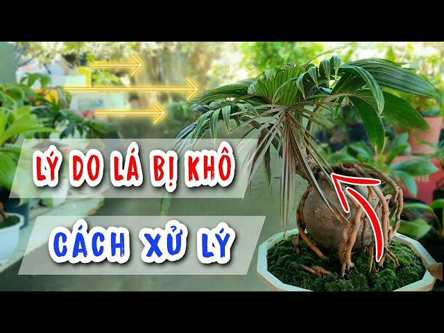 How to Deal with Dried Bonsai Coconut Leaves When Potted | Hoang Linh Coconut Bonsai