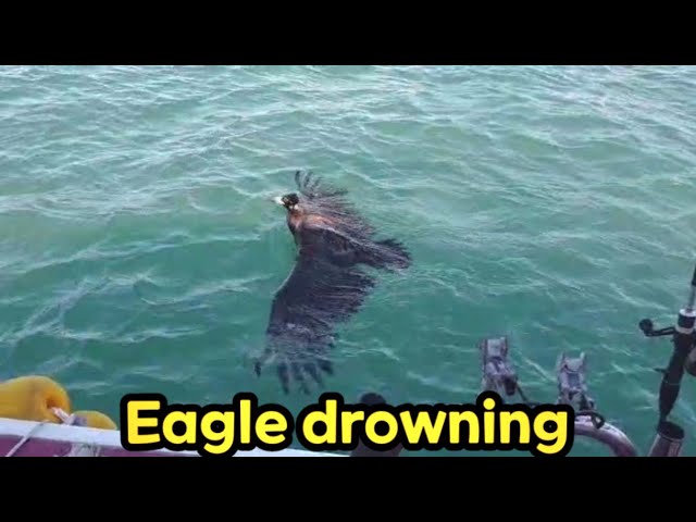 A fisherman rescued an eagle from drowning