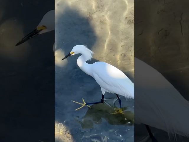 Watching Snowy Egret Hunt + Spotted a Sting Ray #nature